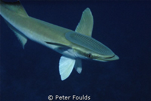 Remora taken with Nikon D200, East End, Grand cayman by Peter Foulds 